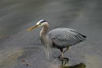 Cliquer pour agrandir