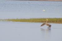 Cliquer pour agrandir