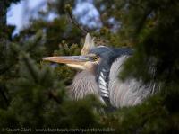 Cliquer pour agrandir