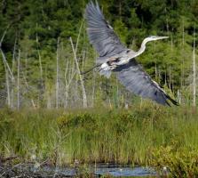 Cliquer pour agrandir