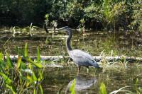 Cliquer pour agrandir