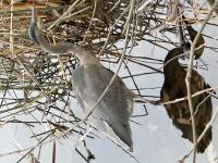 Cliquer pour agrandir