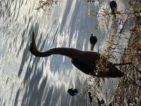 Cliquer pour agrandir