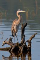 Cliquer pour agrandir