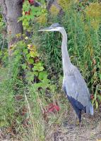 Cliquer pour agrandir