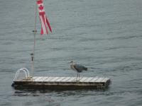 Cliquer pour agrandir