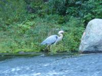 Cliquer pour agrandir