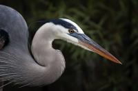 Cliquer pour agrandir