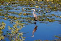 Cliquer pour agrandir