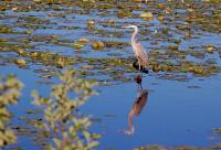 Cliquer pour agrandir