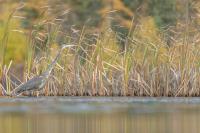 Cliquer pour agrandir