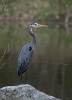 Cliquer pour agrandir