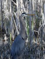 Cliquer pour agrandir