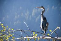 Cliquer pour agrandir