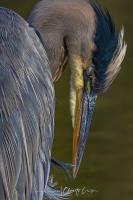 Cliquer pour agrandir