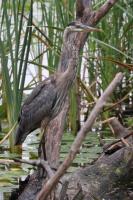 Cliquer pour agrandir