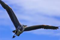 Cliquer pour agrandir