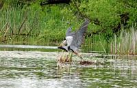 Cliquer pour agrandir