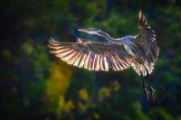 Cliquer pour agrandir