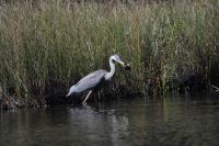 Cliquer pour agrandir