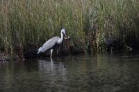 Cliquer pour agrandir