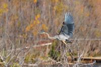 Cliquer pour agrandir