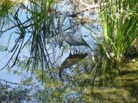 Cliquer pour agrandir