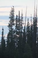 Cliquer pour agrandir