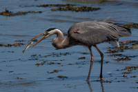 Cliquer pour agrandir