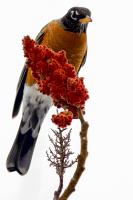 Click to view