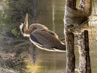 Cliquer pour agrandir