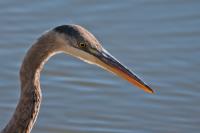 Cliquer pour agrandir