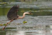 Cliquer pour agrandir