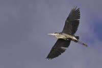 Cliquer pour agrandir