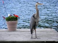 Cliquer pour agrandir