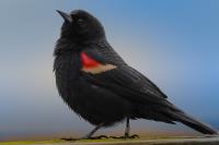 Cliquer pour agrandir