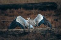 Cliquer pour agrandir