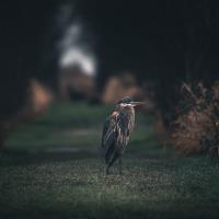 Cliquer pour agrandir