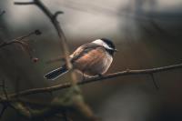 Cliquer pour agrandir