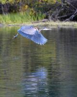 Cliquer pour agrandir