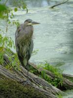 Cliquer pour agrandir