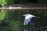 Cliquer pour agrandir