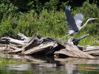 Cliquer pour agrandir