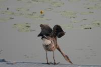 Cliquer pour agrandir