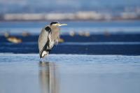 Cliquer pour agrandir