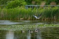 Cliquer pour agrandir