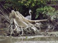 Cliquer pour agrandir