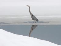 Cliquer pour agrandir