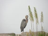 Cliquer pour agrandir