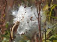 Canadian Wildlife Federation Milkweed